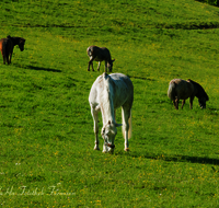 fileadmin/roha/images_galerie/Tiere/Kuh-Schaf-Pferd-Ziege/TIE-PFERD-0001-D-roha-Tiere-Pferd-Fruehling-Wiese-Weide.png