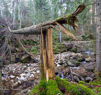 fileadmin/roha/images_galerie/Baum-natur-garten/Baeume/WAS-WILDB-STOISS-0100-D-roha-Wasser-Wildbach-Stoissermaisbach-Poschennockbach-Teisenberg.png