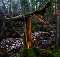 fileadmin/roha/images_galerie/Baum-natur-garten/Baeume/WAS-WILDB-STOISS-0100-D-roha-Wasser-Wildbach-Stoissermaisbach-Poschennockbach-Teisenberg.png