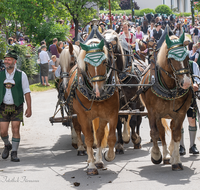 fileadmin/roha/images_galerie/brauchtum/Leonhardiritt/Holzhausen_01/Holzhausen-Ritt-2019/BR-PFRI-HOLZ-2019-1035-0-01-D-roha-Brauchtum-Pferdeumritt-Holzhausen-Teisendorf-Leonhardiritt-Pferd-Gespann.png