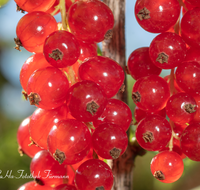 fileadmin/roha/images_galerie/Baum-natur-garten/Gemuese-Garten-Kraeuter-neu/GAR-BEER-JOHANN-0001-05-D-roha-Garten-Beerenobst-Johannisbeeren.png