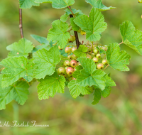 fileadmin/roha/images_galerie/Baum-natur-garten/Gemuese-Garten-Kraeuter-neu/GAR-BEER-JOHANN-0004-D-roha-Garten-Beerenobst-Johannisbeeren.png