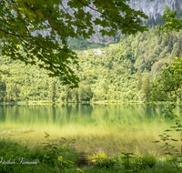 fileadmin/roha/images_galerie/orte_landschaft/Inzell/INZ-FRILL-0017-02-D-roha-Inzell-Frillensee-Zwiesel-Biotop-Naturschutz-Wasser-See.png