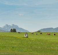 fileadmin/roha/images_galerie/Hintergrund-Download/1600x1200/LANDS-LAUT-0001-D-roha-Landschaft-Lauter-Bildstock-Kuh-Herde-Chiemgauer-Berge.png