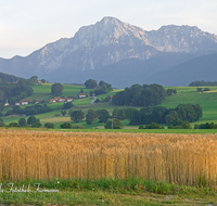 fileadmin/roha/images_galerie/orte_landschaft/Teisendorf/Weildorf/LANDS-TEIS-VACH-0004-D-roha-Landschaft-Teisendorf-Anger-Vachenluegg-Getreidefeld-Hochstaufen.png