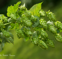 fileadmin/roha/images_galerie/Landwirtschaft/LANDW-HOPF-0007-1-D-roha-Landwirtschaft-Hopfen-Pflanze-Dolde-Bier.png