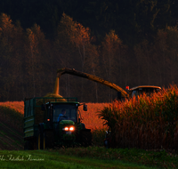 fileadmin/roha/images_galerie/Landwirtschaft/LANDW-MASCH-MAIS-0021-D-roha-Landwirtschaft-Mais-haeckseln-Ernte.png