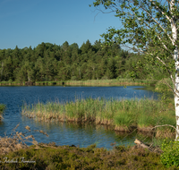 fileadmin/roha/images_galerie/orte_landschaft/Petting/Schoenramer-Moor/PE-SCHOENR-MOOR-0040-0-05-D-roha-Petting-Schoenramer-Moor-See-Birke.png