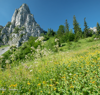 fileadmin/roha/images_galerie/orte_landschaft/Ruhpolding/RUH-HOERNDL-0016-D-roha-Ruhpolding-Hoerndlwand-Blumenwiese.png