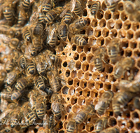 fileadmin/roha/images_galerie/Tiere/TIE-BIEN-0004-D-roha-Tiere-Insekten-Honig-Biene-Wabe-Apis-mellifera.png