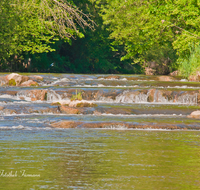 fileadmin/roha/images_galerie/wasser/WAS-BACH-SUR-TEIS-0001-D-roha-Wasser-Teisendorf-Bach-Sur-Verbauung.png