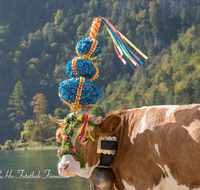 fileadmin/roha/images_galerie/brauchtum/Almabtrieb/Almabtrieb-Koenigssee/BR-ALMAB-BGD-2015-1116-02-D-roha-Brauchtum-Almabtrieb-Koenigssee-Salet-Schoenau-Fuikl-Kuh-Glocke.png