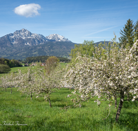 fileadmin/roha/images_galerie/orte_landschaft/Piding/PID-SECHSH-0008-D-roha-Piding-Sechshoegl-Obstgarten-Hochstaufen-Zwiesel.png