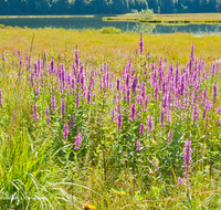 fileadmin/roha/images_galerie/orte_landschaft/Reit_im_Winkl/REIT-IM-WI-WEITS-0016-D-roha-Reit-im-Winkl-Weitsee-Herbst-Wasser-See-Blumenwiese.png