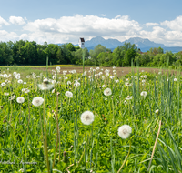 fileadmin/roha/images_galerie/orte_landschaft/Saaldorf/SAAL-SURH-0011-D-roha-Saaldorf-Surheim-Hochstaufen-Blumenwiese.png