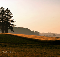 fileadmin/roha/images_galerie/stimmung-Sonne/STIM-TETTH-0003-D-roha-Stimmung-Sonnenaufgang-Tettenhausen-Getreidefeld-Mais-Landwirtschaft.png