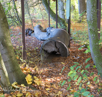 fileadmin/roha/images_galerie/orte_landschaft/Teisendorf/Geo-Park-Lehrpfad/TEI-GEOL-GAR-0014-D-roha-Teisendorf-Geologischer-Garten-Findlinge-Steine-Laub-Buche-Eiche-Mooreiche.png