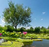 fileadmin/roha/images_galerie/orte_landschaft/Teisendorf/TEI-SUED-OST-0053-01-D-roha-Teisendorf-Sued-Ost-Weiher-Seerose.png