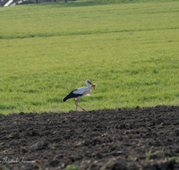 fileadmin/roha/images_galerie/Tiere/TIE-VOEG-STOR-0001-1832-01-D-roha-Tier-Vogel-Weiss-Storch-Ciconia-ciconia.png