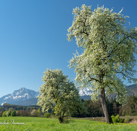 fileadmin/roha/images_galerie/Baum-natur-garten/Baeume/BAUM-BIRN-0024-02-D-roha-Baum-Birne-Obst-bluehen-Fruehling-Hochstaufen-Teisendorf.png