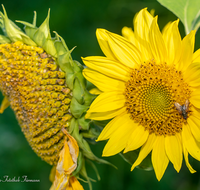 fileadmin/roha/images_galerie/Baum-natur-garten/Blumengarten-Blumen/BL-HAUSG-SONNEBL-0020-01-D-roha-Blumen-Hausgarten-Sonnenblume-Fliege.png