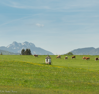 fileadmin/roha/images_galerie/Hintergrund-Download/1280x1024/LANDS-LAUT-0001-D-roha-Landschaft-Lauter-Bildstock-Kuh-Herde-Chiemgauer-Berge.png