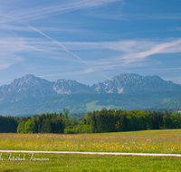 fileadmin/roha/images_galerie/orte_landschaft/Teisendorf/IN-LANDS-Teisendorf/LANDS-TEIS-HOCHST-0026-D-roha-Landschaft-Teisendorf-Hochstaufen-Zwiesel-Blumenwiese.png