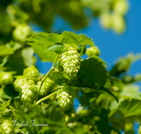 fileadmin/roha/images_galerie/Landwirtschaft/LANDW-HOPF-0009-D-roha-Landwirtschaft-Hopfen-Pflanze-Dolde-Bier.png