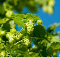 fileadmin/roha/images_galerie/Landwirtschaft/LANDW-HOPF-0009-D-roha-Landwirtschaft-Hopfen-Pflanze-Dolde-Bier.png