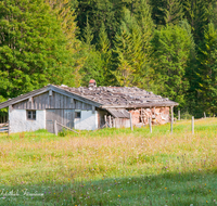 fileadmin/roha/images_galerie/orte_landschaft/Ruhpolding/RUH-LOED-0007-D-roha-Ruhpolding-Loedensee-Alm-Huette-Blumenwiese.png