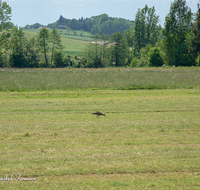 fileadmin/roha/images_galerie/orte_landschaft/Haarmoos/TIE-VOEG-BRACH-0012-D-ADH-roha-Tiere-Vogel-Brachvogel-Numenius-Haarmoos.png