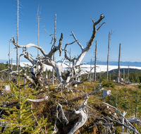 fileadmin/roha/images_galerie/Baum-natur-garten/Baeume/BAUM-TOTH-TEIS-B-0001-D-roha-Baum-Wald-Totholz-Teisenberg-Poschennock.png