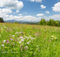 fileadmin/roha/Lieblingsbilder-making/BL-WIESE-NEUK-SCHW-0001-D-roha-Blumenwiese-Neukirchen-Schwarzenberg.png