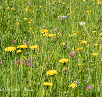 fileadmin/roha/images_galerie/Baum-natur-garten/Natur-Wildblumen-Landschaft/BL-WIESE-SURSP-0003-D-roha-Blumenwiese-Surspeicher-Petting-Teisendorf.png