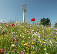 fileadmin/roha/images_galerie/dies_das/Kunst/LANDA-KUNST-SIEG-ANG-0009-D-roha-Landart-Kunst-Siegsdorf-Frasstechnik-Angerer-der-Juengere.png