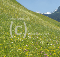 fileadmin/roha/images_galerie/orte_landschaft/Lofer-Kirchental-Wildenthal-Unken/LOFER-WILDENTH-0007-D-roha-Lofer-Wildental-Landwirtschaft-Blumenwiese.jpg