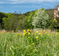 fileadmin/roha/images_galerie/Baum-natur-garten/Natur-Wildblumen-Landschaft/AN-HOE-0085-01-7-23-D-roha-Anger-Hoeglwoerth-Biotop-Trollius-europaeus.png