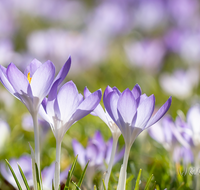 fileadmin/roha/images_galerie/Hintergrund-Download/2048x1152/BL-KROK-0039-7986-D-roha-Blumen-Krokus-Fruehling-blau-lila-crocus.png