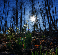 fileadmin/roha/images_galerie/Baum-natur-garten/Natur-Wildblumen-Landschaft/BL-SCHNEEGL-0050-D-roha-Blumen-Schneegloeckchen-Galanthus.png