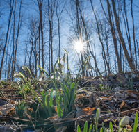 fileadmin/roha/images_galerie/Baum-natur-garten/Natur-Wildblumen-Landschaft/BL-SCHNEEGL-0050-D-roha-Blumen-Schneegloeckchen-Galanthus.png