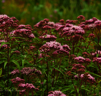 fileadmin/roha/images_galerie/Baum-natur-garten/Natur-Wildblumen-Landschaft/BL-WAS-DOST-0002-D-roha-Blumen-Wasserdost-Eupatorium.png