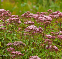 fileadmin/roha/images_galerie/Baum-natur-garten/Natur-Wildblumen-Landschaft/BL-WAS-DOST-0002-D-roha-Blumen-Wasserdost-Eupatorium.png