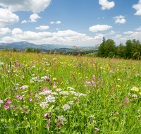 fileadmin/roha/images_galerie/Baum-natur-garten/Natur-Wildblumen-Landschaft/BL-WIESE-NEUK-SCHW-0002-D-roha-Blumenwiese-Neukirchen-Schwarzenberg.png