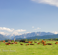 fileadmin/roha/reportagen/Die-Milch-Machts/SAAL-0008-5-D-roha-Saaldorf-Kuh-Herde-Watzmann-Lattengebirge-Schlafende-Hexe.png