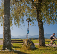 fileadmin/roha/images_galerie/Freizeit-Sport/Mountainbike-Radfahren/SPO-MOUN-ABTS-0002-D-roha-Sport-Mountainbike-Saaldorf-Abtsdorf-Baum-Bank-Hochstaufen-Watzmann-Wegkreuz.png