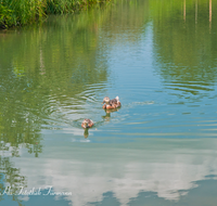 fileadmin/roha/images_galerie/Tiere/TIE-VOEG-ENTE-0002-D-roha-Tiere-Voegel-Ente-Weiher.png