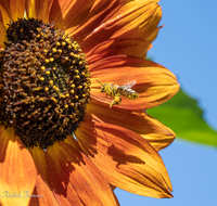 fileadmin/roha/images_galerie/Tiere/Insekten/BL-HAUSG-SONNEBL-0066-D-roha-Blumen-Hausgarten-Sonnenblume-Biene.png