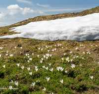 fileadmin/roha/images_galerie/Baum-natur-garten/Natur-Wildblumen-Landschaft/BL-KROK-WILD-0007-D-roha-Blume-Wildkrokus-Crocus-vernus-Stoisser-Alm.png