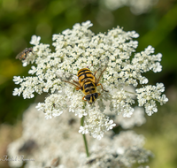 fileadmin/roha/images_galerie/Baum-natur-garten/Natur-Wildblumen-Landschaft/BL-WIESE-UF-MOE-0025-D-roha-Blumenwiese-Wilde-Moehre-Daucus-carota-subsp.png