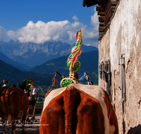 fileadmin/roha/images_galerie/brauchtum/Almabtrieb/Almabtrieb-Wasserfallalm/BR-ALMAB-BGD-OB-SLUZ-00140-D-roha-Almabtrieb-Berchtesgaden-Wasserfallalm-Obersulzberglehen-Fuikl.png